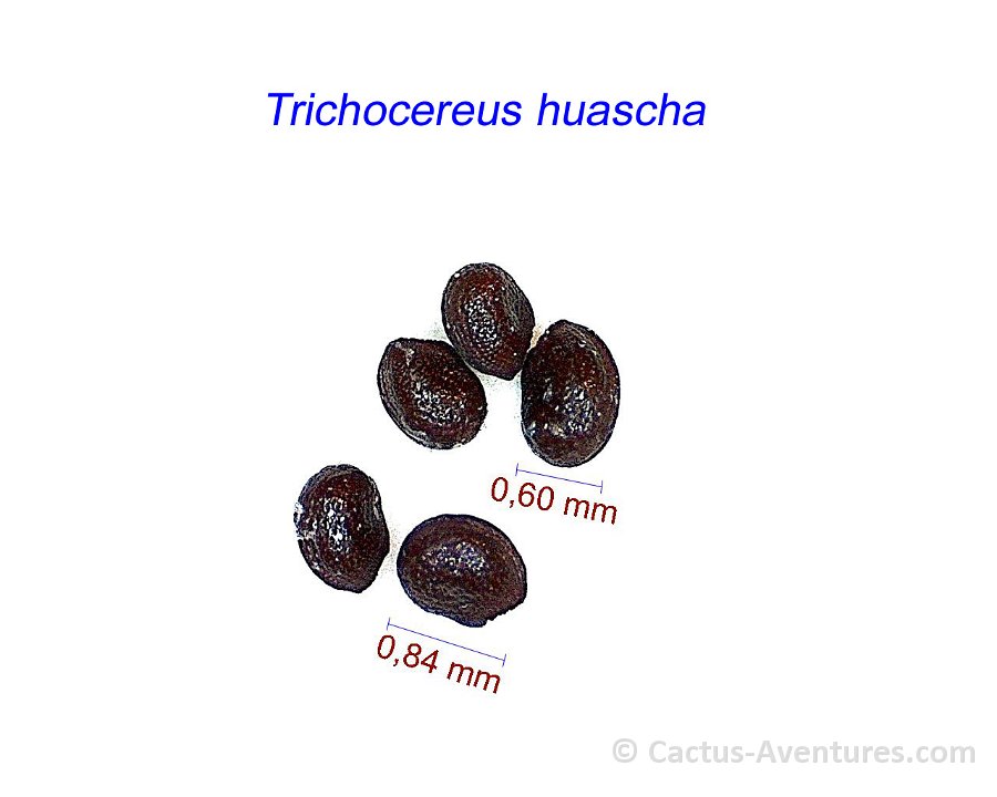 Trichocereus huascha
